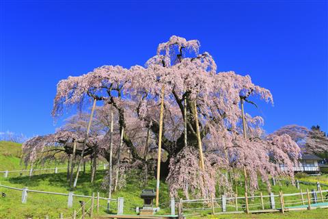 三春滝桜（春頃撮影／イメージ）